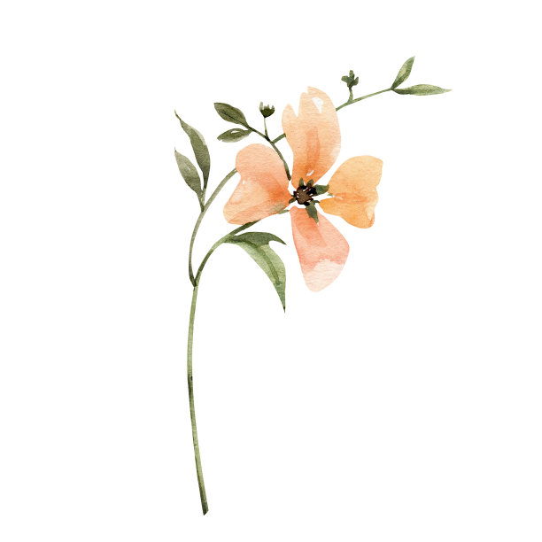 粉红色的花，水彩插图明信片和设计。图片下载