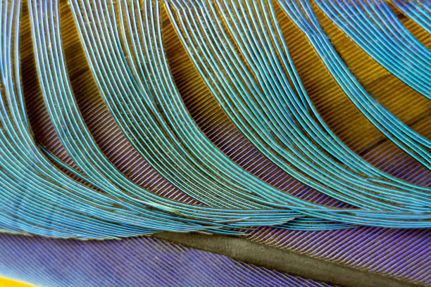 彩色鹦鹉羽毛特写。鸟的羽毛的彩色细节和纹理的宏观纹理和宏观特写图片下载