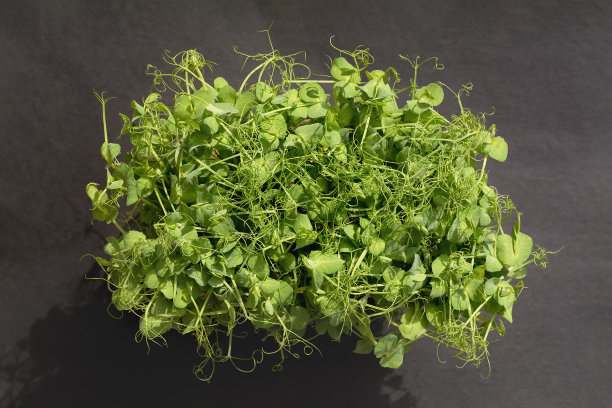 黑色背景上的豌豆微绿图片下载