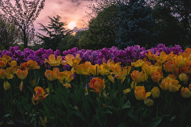 一个神奇的景观与日落郁金香田在伊斯坦布尔图片下载