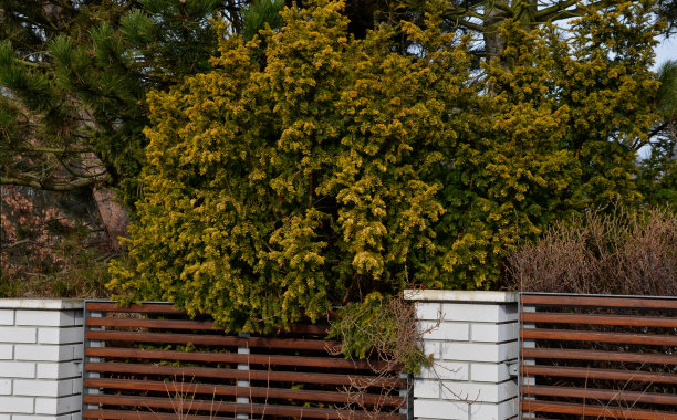 在轻木板栅栏前的常绿灌木将改善街道的不透明度，固体棕色，噪音墙，红色树枝，灌木，充满活力的颜色，砖，柱子，栅栏，紫杉，树篱图片下载