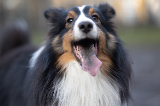 喜乐蒂牧羊犬图片下载