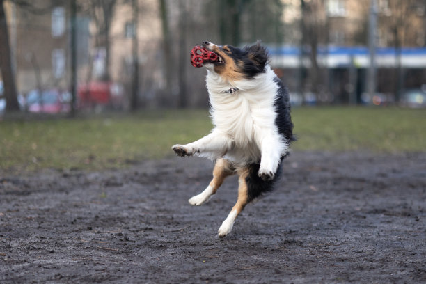 喜乐蒂牧羊犬玩球图片下载