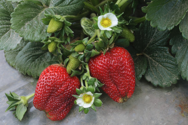 藤蔓上成熟的草莓特写图片下载