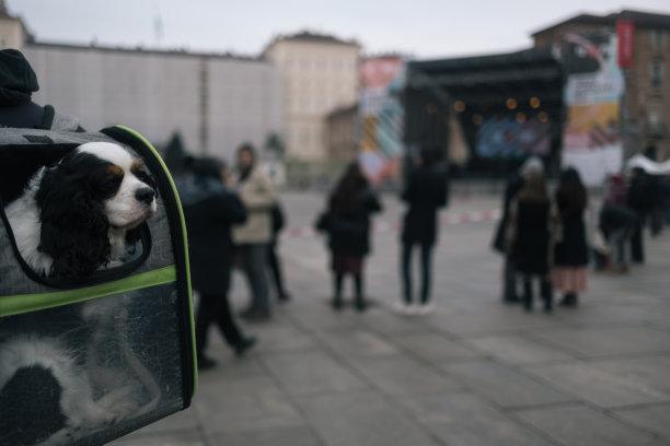 狗背包图片下载