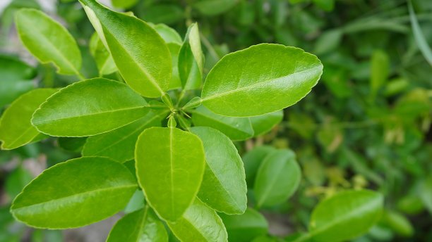 橙柑橘酸橙植物的叶子图片下载