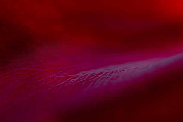 抽象自然，红色背景。大量的红玫瑰花瓣。图片下载