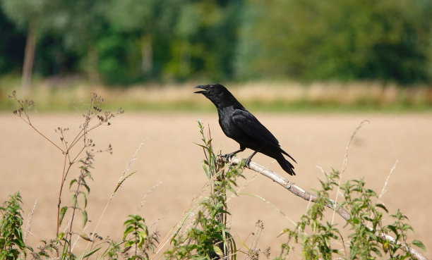 一只吃腐肉的乌鸦，corvus corone，栖息在英国乡村的一根小树枝上。图片下载