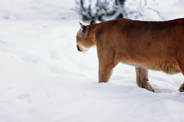 美洲狮在冬天的树林里，美洲狮在看。美洲狮在雪林中狩猎。雪地上的野猫。捕食者跟踪猎物的眼睛。一只大猫的肖像图片下载