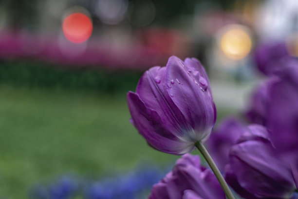 美丽的紫色郁金香与水滴为背景图片下载