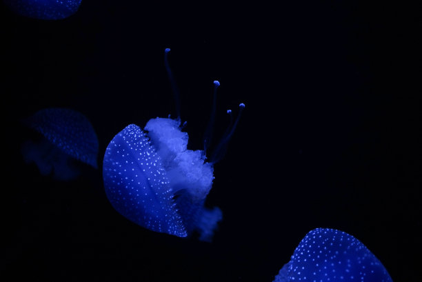 蓝色水母在夜间游动图片下载