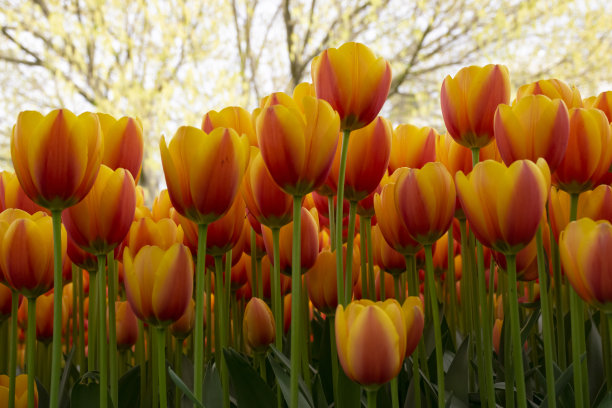 伊斯坦布尔的彩色郁金香图片下载