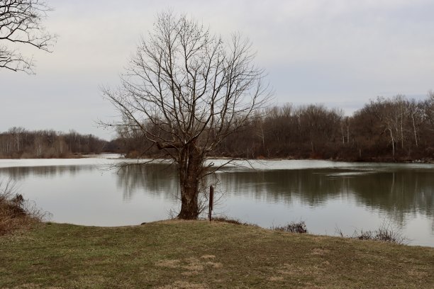 河岸上光秃秃的树图片下载