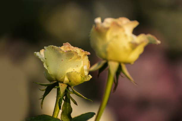 露珠落在蔷薇科蔷薇属多年生木本开花植物蔷薇的黄色花瓣上。初冬清晨的自然花卉库存图片，加尔各答，西孟加拉邦，印度。图片下载
