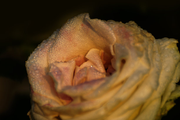 露珠落在蔷薇科蔷薇属多年生木本开花植物蔷薇的黄色花瓣上。初冬清晨的自然花卉库存图片，加尔各答，西孟加拉邦，印度。图片下载