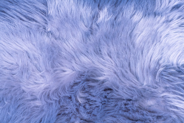 蓝色皮毛纹理顶视图。蓝色或淡紫色羊皮背景。毛皮的模式。蓝色绒毛的质地。羊毛质地。羊皮毛图片下载