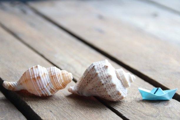 夏天的背景。木制背景上的贝壳。图片下载