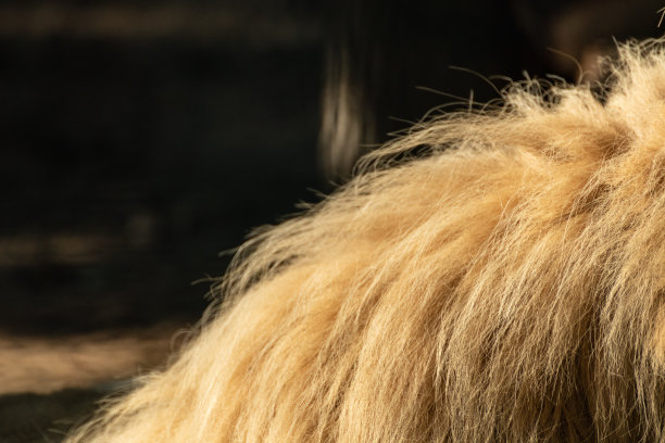 狮子阳光毛茸茸的鬃毛毛皮大衣特写图片下载