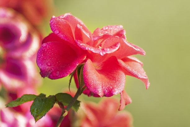 露珠落在粉红玫瑰的花瓣上，玫瑰科蔷薇属多年生木本开花植物的花。初冬清晨的自然花卉库存图片，加尔各答，西孟加拉邦，印度。图片下载
