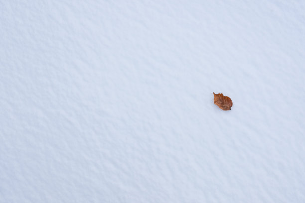 黄色的叶子在雪上呈现。图片下载