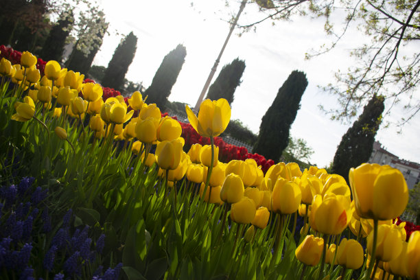 在早春的阳光下，田野里黄色的郁金香图片下载