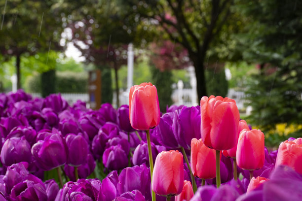 田野上盛开着粉红色和紫色的郁金香图片下载