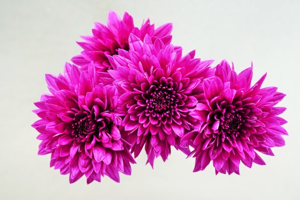 从灰色背景上看到的粉红色喷雾菊的特写图片下载