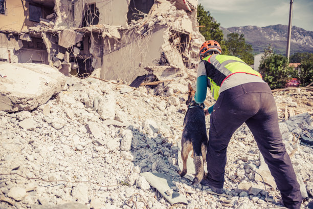救援人员在搜救犬的帮助下进行搜索图片下载
