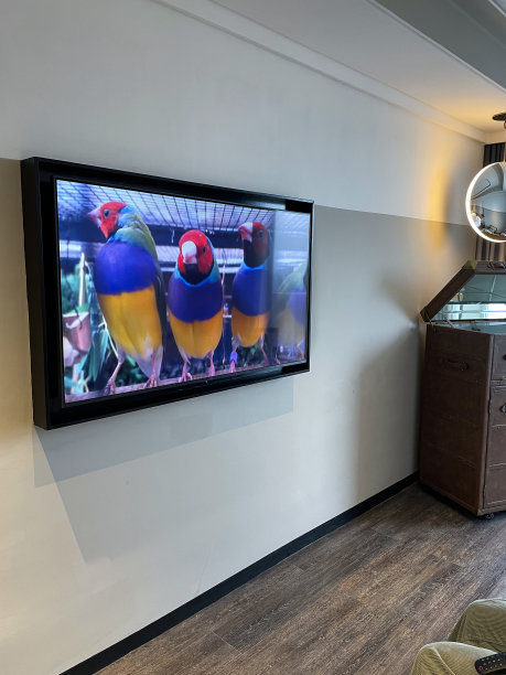 壁挂智能电视屏保图像的鸥甸雀泼水在鸟浴，帕森斯雀飞，手风琴纹理墙纸，家庭生活的概念图片下载