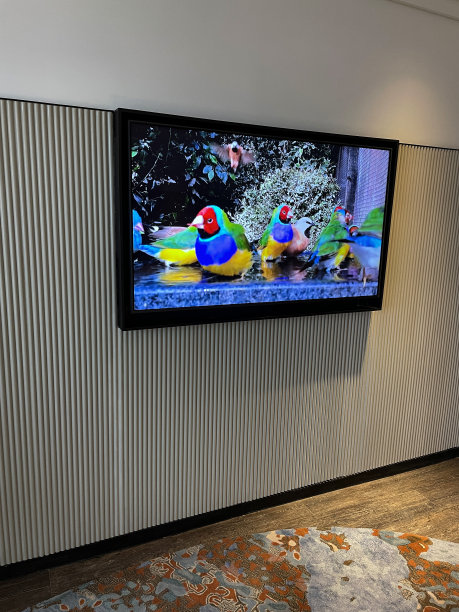 壁挂智能电视屏保图像的鸥甸雀泼水在鸟浴，帕森斯雀飞，手风琴纹理墙纸，家庭生活的概念图片下载