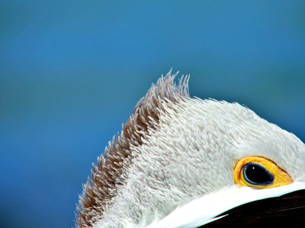 鹈鹕的特写镜头图片下载