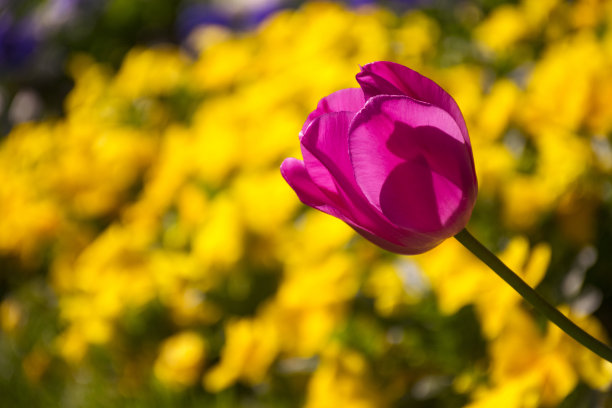 田野上盛开着粉红色和紫色的郁金香图片下载