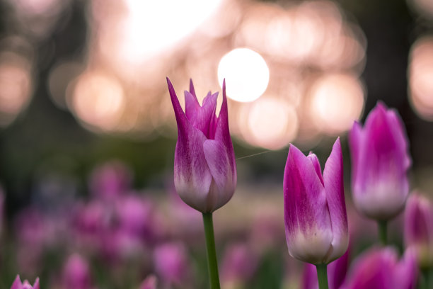 田野上盛开着粉红色和紫色的郁金香图片下载