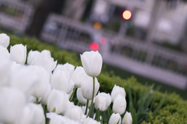 美丽的白色郁金香与散景图片下载