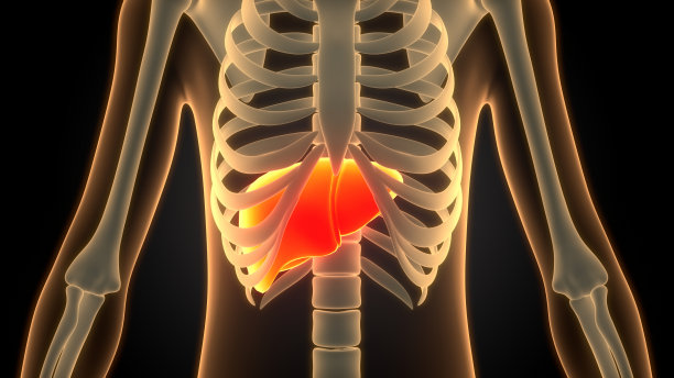 人体内部消化器官肝脏解剖学图片下载