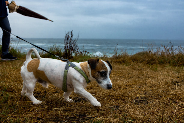 狗狗杰克·拉塞尔走在秋天的草地上，俯瞰着大海，享受着散步。图片下载