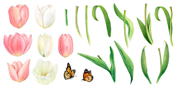 水彩画的白色和粉红色的郁金香和他们的叶子详细和孤立的白色背景。花开了，完全开放了图片下载