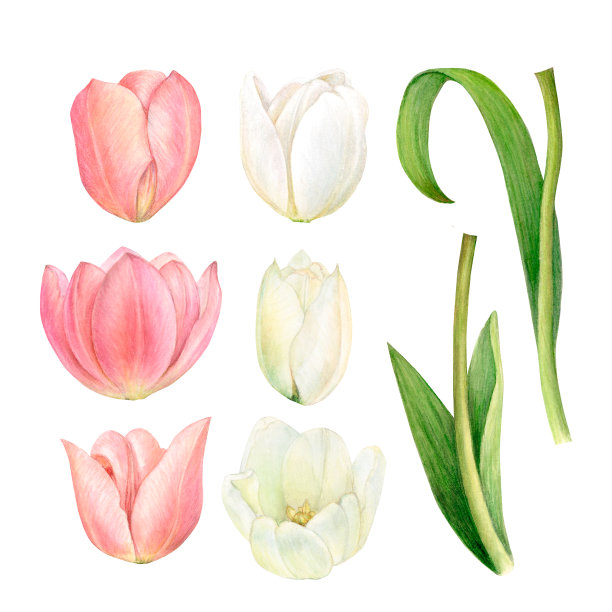 水彩画的白色和粉红色的郁金香和他们的叶子详细和孤立的白色背景图片下载
