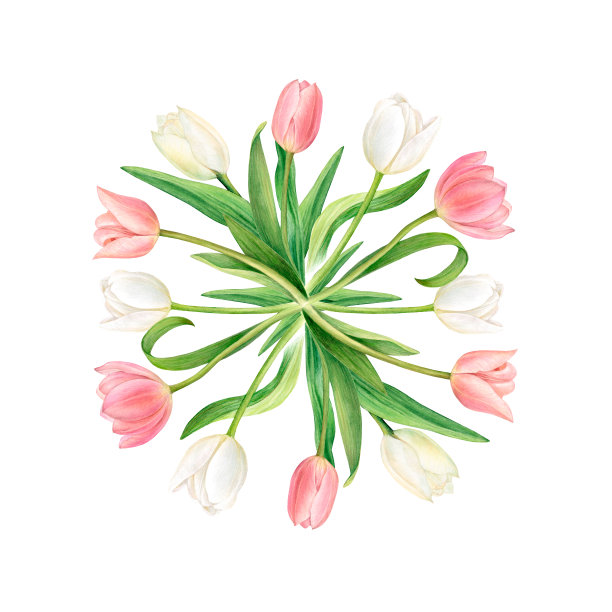 水彩画的正方形与美丽的白色和粉红色的郁金香茎配合。完美的标志，明信片，贴纸图片下载