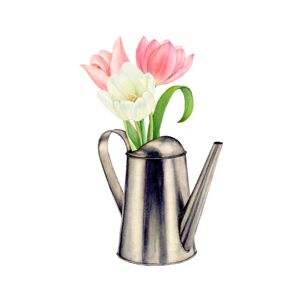 水彩手绘的金属喷壶在白色背景与白色和粉红色的花朵图片下载