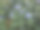 鹅毛菊，俗称蓝鼠尾草图片下载