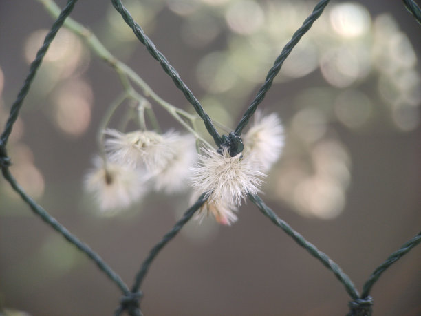 白色的蒲公英花在花园里图片下载