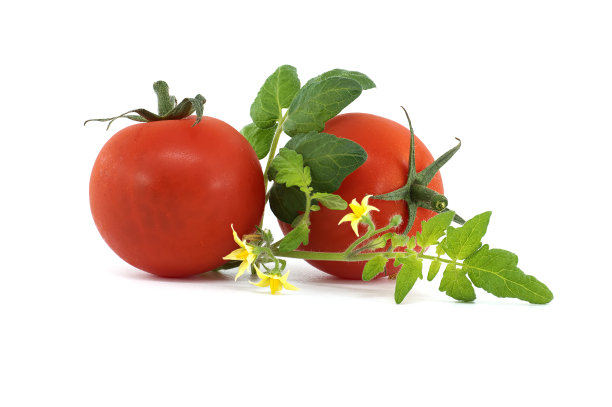 绿叶黄花的西红柿图片下载