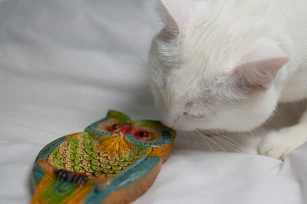 一只白猫闻着彩色猫头鹰的礼物纪念品。图片下载