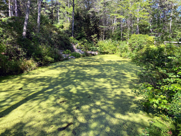 缅因州海岸植物园绿池塘图片下载