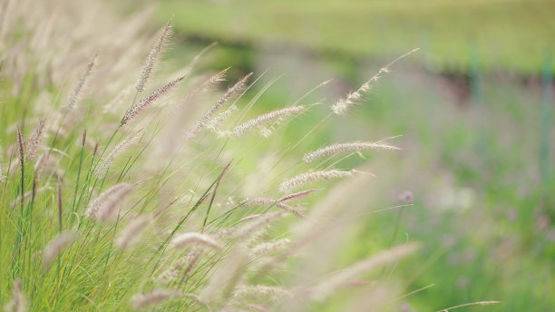 白色的草花飘动，象征着草地上的和平与温柔图片下载