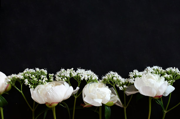 新鲜的白色牡丹在黑色的背景上。慰问卡。婚礼日期。度假的请柬祝贺。空白的文本空间。从上面看。他平躺着。图片下载