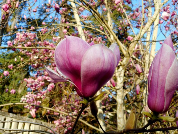 植物花粉嫩玉兰——玉兰图片下载