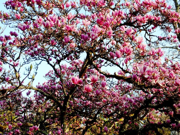 植物花粉嫩玉兰——玉兰图片下载
