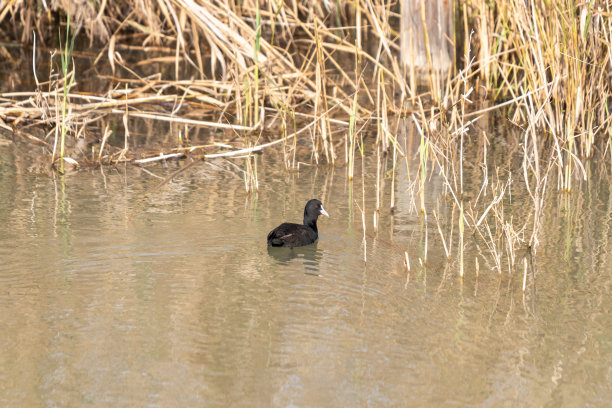 成年黑鸭在以色列胡拉湖自然保护区水面寻找食物图片下载